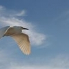 Snowy Egret